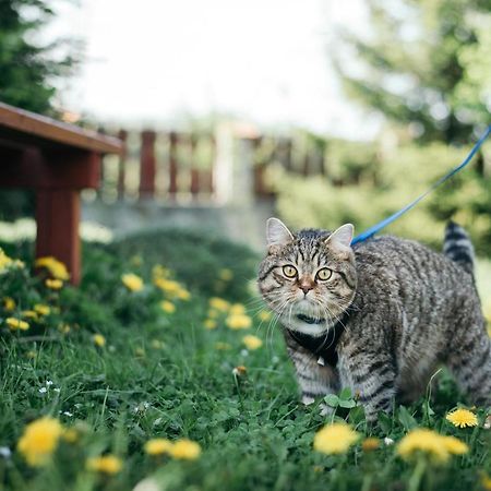 House Girska Rika Villa Korcsin Kültér fotó