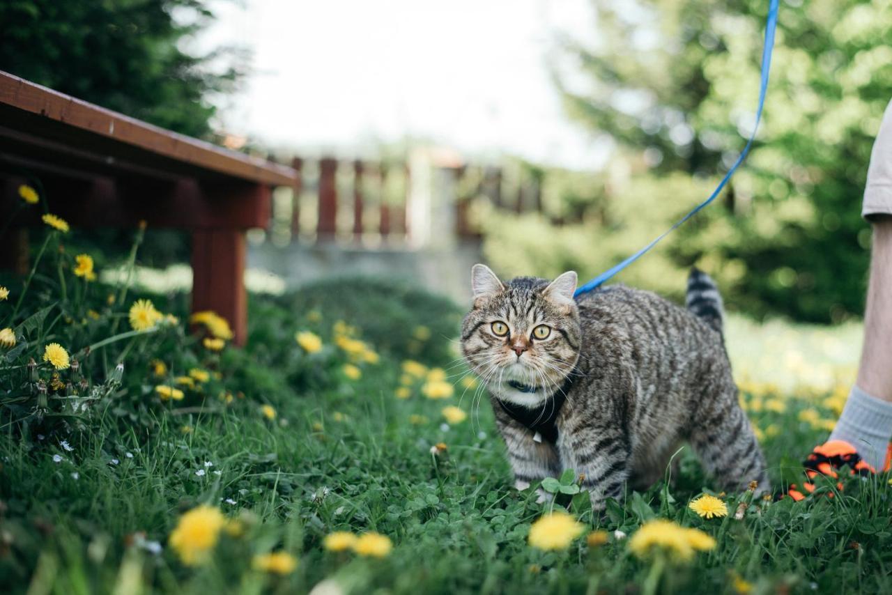 House Girska Rika Villa Korcsin Kültér fotó